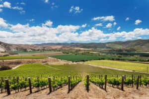Lot 162 - domaine-de-la-cote